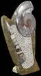 Bargain, Fossil Goniatite & Orthoceras Sculpture - #62380-1